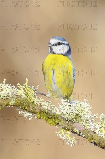 Blue tit (Parus caeruleus), sitting on a branch overgrown with moss and lichen, Wildlife, Animals,
