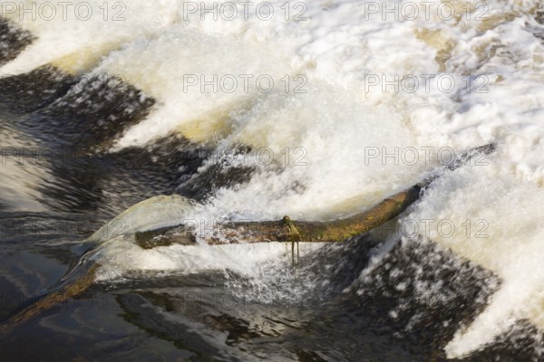 Driftwood log jammed on hydraulic jumps at base of water diversion dam on Des Mille-Iles RIver in