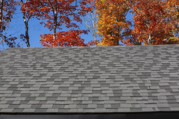 Gable rooftop with nuanced dark and light grey asphalt shingles with Acer - Maple trees in