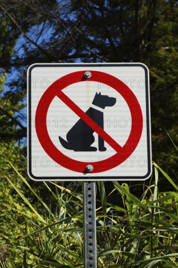 Posted white, red and black pictogram sign warning that dogs are not allowed or forbidden in public
