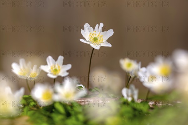 Colonial growth of wood anemones / European thimbleweed (Anemone nemorosa) white flowers blooming