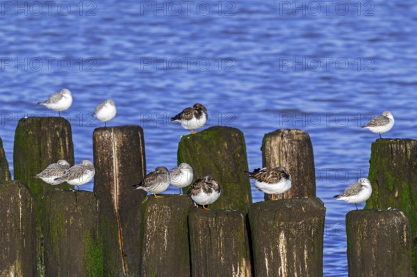 Sanderlings, ruddy turnstones and purple sandpiper in winter plumage resting on wooden breakwater,