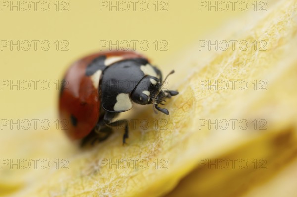 Seven-spot ladybird (Coccinella septempunctata) adult insect on a fallen yellow tree leaf in
