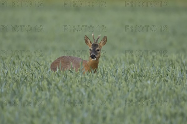 Roe deer (Capreolus capreolus) adult animal male roebuck in a farmland wheat field in summer,