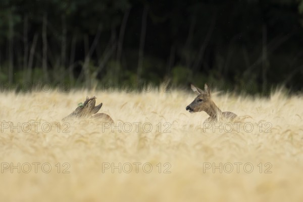 Roe deer (Capreolus capreolus) adult male roebuck and female doe two animals in a farmland barley