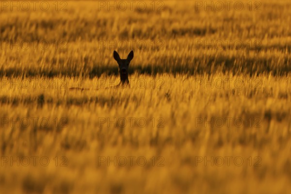 Roe deer (Capreolus capreolus) silhouette of an adult animal female doe in a farmland barley field