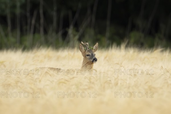 Roe deer (Capreolus capreolus) adult animal male roebuck in a farmland barley field in summer,
