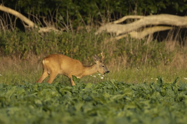 Roe deer (Capreolus capreolus) adult animal male roebuck feeding in a farmland sugarbeet field in