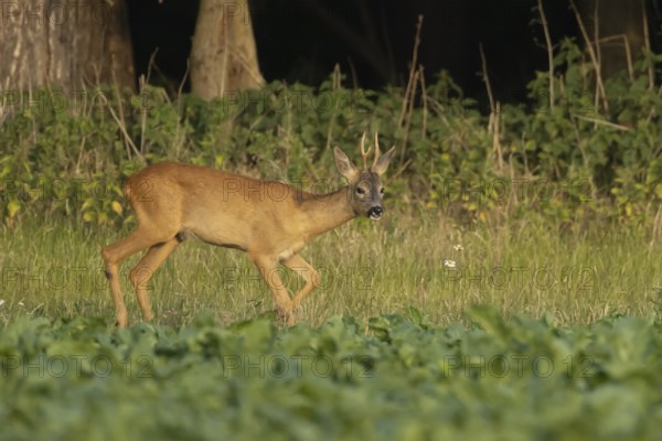 Roe deer (Capreolus capreolus) adult animal male roebuck on the edge of a farmland sugarbeet field