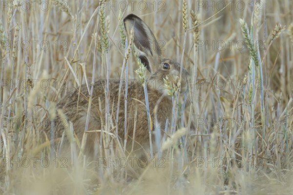 European brown hare (Lepus europaeus) adult animal feeding on a wheat sheath in a farmland field in