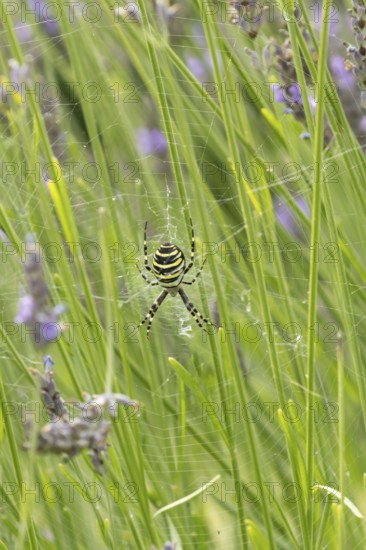 Wasp spider (Argiope bruennichi) adult in its web amongst lavender plants in the summer, England,