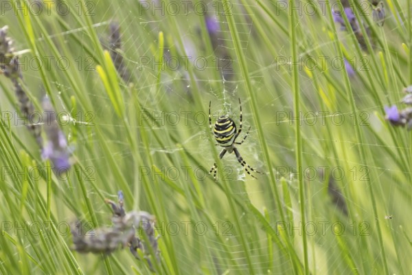Wasp spider (Argiope bruennichi) adult in its web amongst lavender plants in the summer, England,