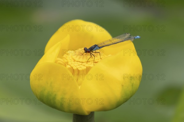 Red eyed damselfly (Erythromma najas) adult insect on a yellow water lily flower in a garden pond