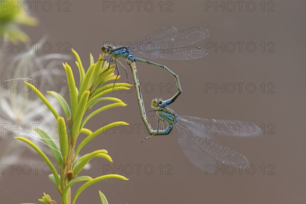 Red eyed damselfly (Erythromma najas) two adult insects mating on a Yew tree leaf in the summer,