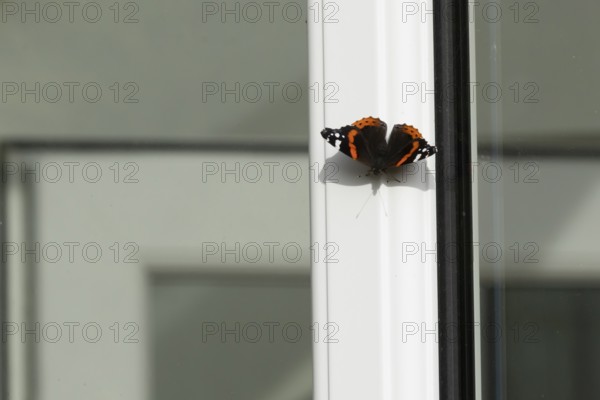 Red admiral butterfly (Vanessa atalanta) adult insect resting on an urban house conservatory window