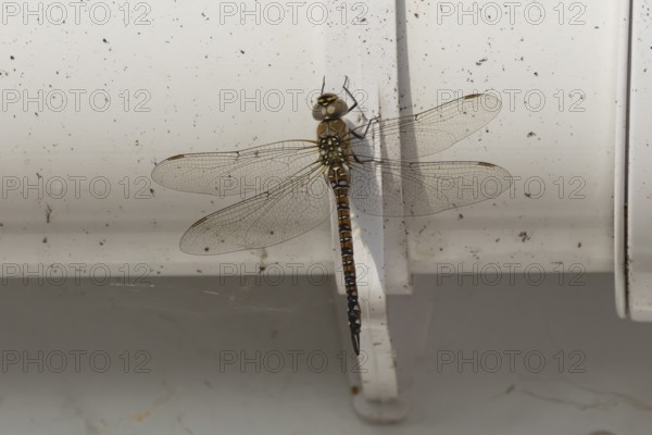 Migrant hawker dragonfly (Aeshna mixta) adult insect resting on a house gutter in the summer,