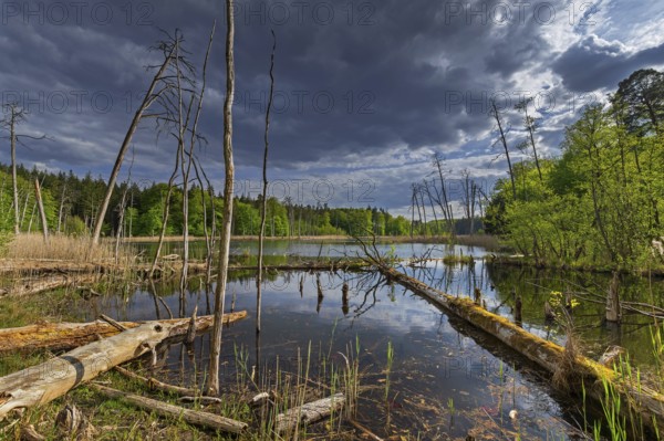 Schweingartensee in spring, lake in the Serrahn Hills, Serrahner Berge, Mecklenburgische Seenplatte