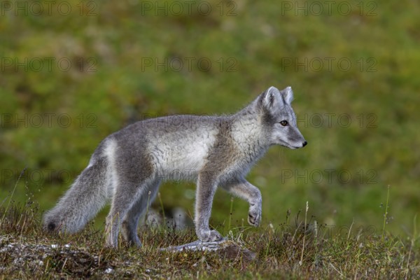 Arctic fox, polar fox (Vulpes lagopus) in summer coat foraging on the tundra, Svalbard,