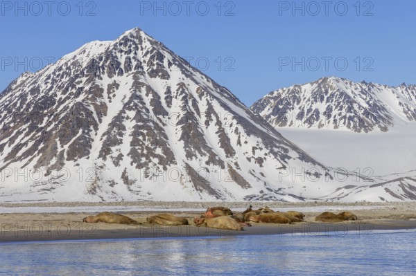 Atlantic walruses (Odobenus rosmarus) colony resting at terrestrial haulout, haul-out on beach