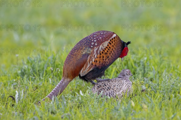 Common pheasant (Phasianus colchicus) male, cock mating with female, hen in field during the