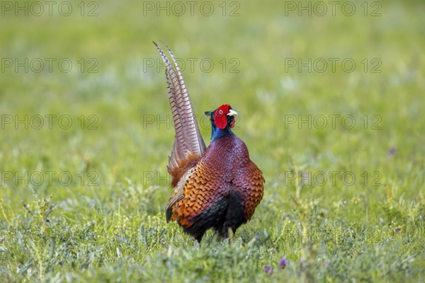 Common pheasant (Phasianus colchicus) adult male, cock in field during the breeding season in