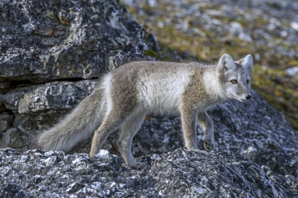 Arctic fox, polar fox (Vulpes lagopus) in summer coat foraging along rock face showing camouflage