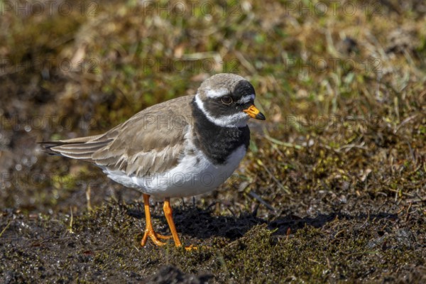 Common ringed plover (Charadrius hiaticula psammodromus) adult in breeding plumage foraging in