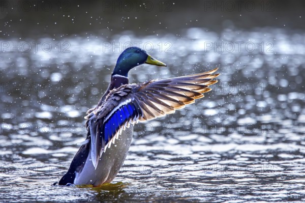Mallard, wild duck (Anas platyrhynchos) adult male, drake flapping wings while swimming in pond in