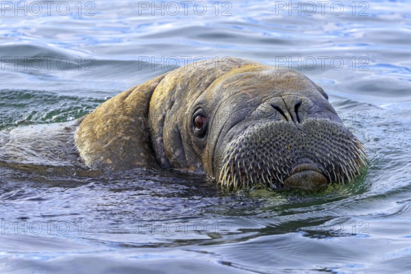 Walrus (Odobenus rosmarus) close-up of young male / bull showing whiskers while swimming in the