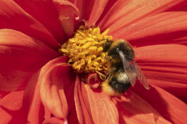 Buff tailed bumble bee (Bombus terrestris) adult insect feeding on garden Dahlia flower in the
