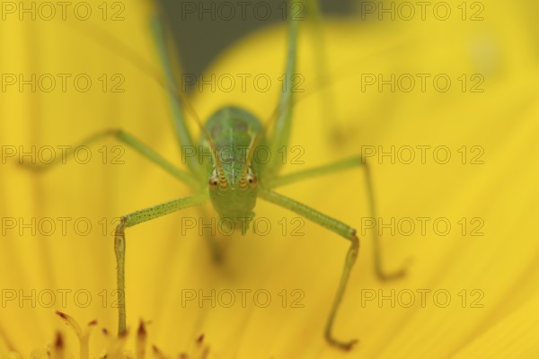 Speckled bush cricket (Leptophyes punctatissima) adult insect on a garden Sunflower flower in the