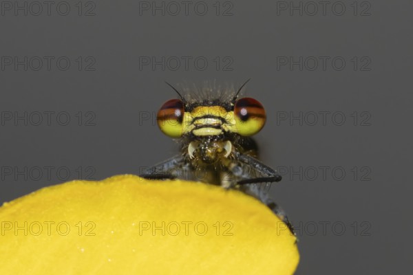 Large red damselfly (Pyrrhosoma nymphula) adult insect feeding on a fly on a garden yellow Kingcup
