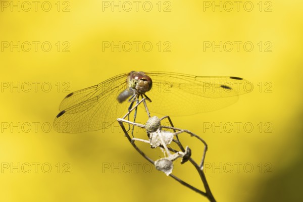 Common darter dragonfly (Sympetrum striolatum) adult insect on a plant seedhead in summer, England,