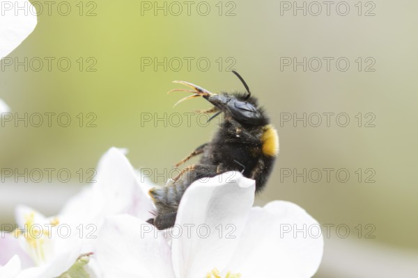 Buff tailed bumble bee (Bombus terrestris) adult insect on apple tree flowers in the springtime,