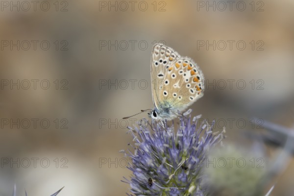 Common blue butterfly (Polyommatus icarus) adult insect feeding on Sea holly flowers in summer,