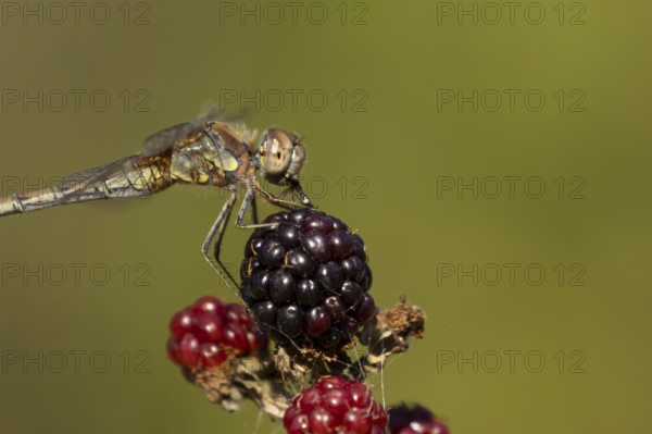 Common darter dragonfly (Sympetrum striolatum) adult insect feeding on a fly while resting on