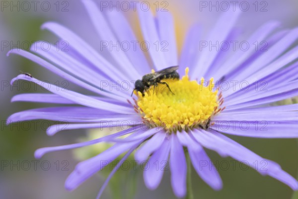 Yellow faced bee (Hylaeus spp.) adult insect on a garden Aster flower in the summer, England,