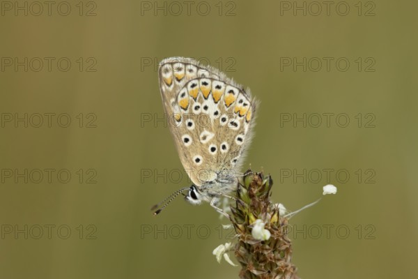 Common blue butterfly (Polyommatus icarus) adult insect resting on a Ribwort plantain flower in the