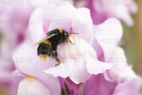 Buff tailed bumble bee (Bombus terrestris) adult insect feeding on garden Snapdragon flowers in the