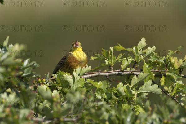 Yellowhammer (Emberiza citrinella) adult male bird singing in a hawthorn hedgerow in summer,