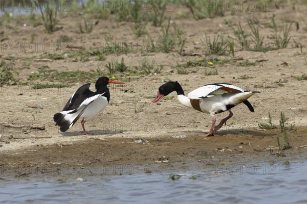 Eurasian oystercatcher (Haematopus ostralegus) adult wading bird fighting with a Shelduck (Tadorna