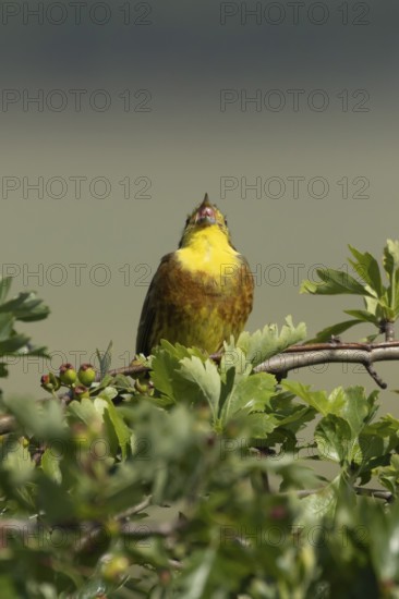 Yellowhammer (Emberiza citrinella) adult male bird singing in a hawthorn hedgerow in summer,