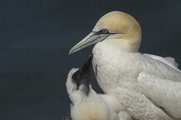 Northern gannet (Morus bassanus) adult parent bird and juvenile baby chick seabirds on a nest on a