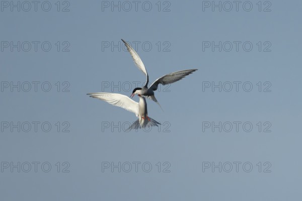 Common tern (Sterna hirundo) two adult birds displaying in flight in summer, England, United