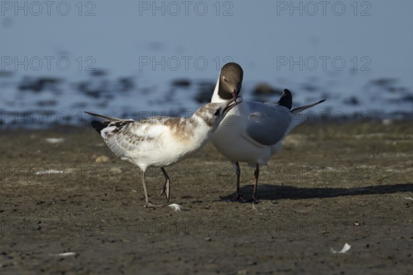 Black headed gull (Chroicocephalus ridibundus) juvenile baby chick begging for food from an adult