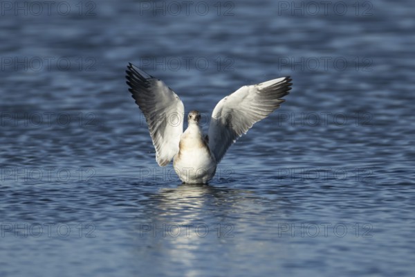 Black headed gull (Chroicocephalus ridibundus) juvenile baby chick stretching its wings in shallow