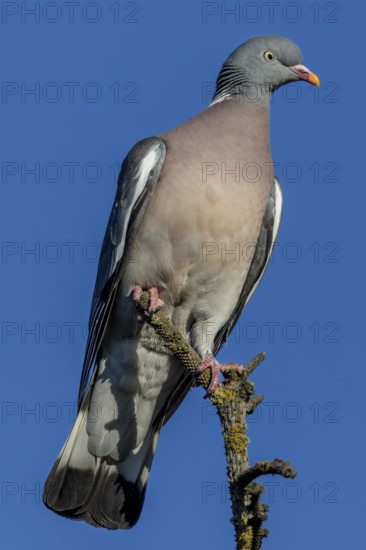 Wood pigeons (Columba palumbus) like to perch on the tops of solitary trees and observe their