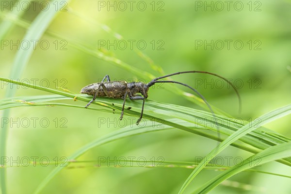 Close-up of a monochrome longhorn buck on a blade of grass in a natural setting. Bad Reichenhall,