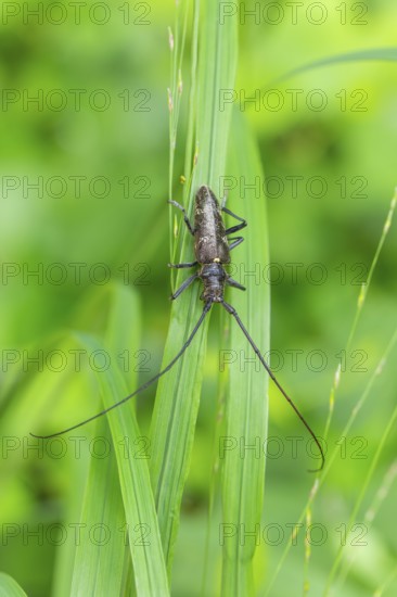 Close-up of a monochrome longhorn buck on a blade of grass in a natural setting. Bad Reichenhall,