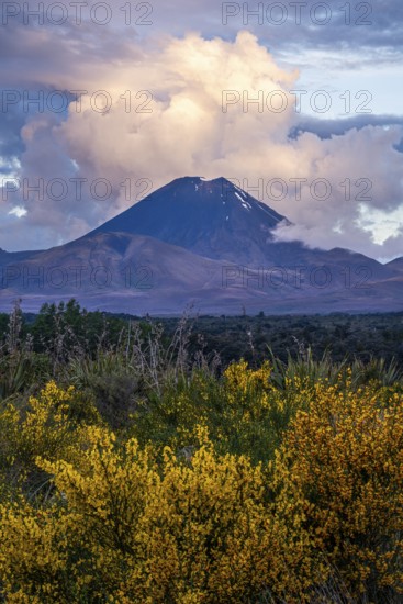 Mount Ngauruhoe in the evening at sunset. Blooming broom in the foreground. Tongariro National